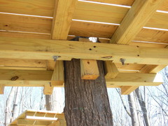Tree platforms in Adventure Parks built by Outdoor Ventures are constructed to be tree-friendly. Support is provided by adjustable wedges. (Photo: Outdoor Ventures)