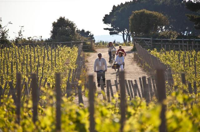 Hire a bicycle and take a bike ride through Sark's beautiful vineyards