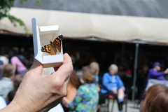 157 painted lady butterflies were released at Menno Place.