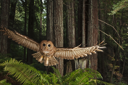 Northern Spotted Owl, California, 2009