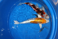 a couple of unique koi from the harvest 