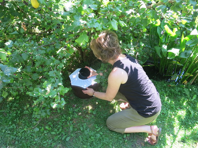 © 2018, Biogents AG. A home owner is inspecting the catch bag of a Biogents BG-Mosquitaire trap. This trap for home use is as good as scientists' gold standard tiger mosquito trap, the BG-Sentinel.