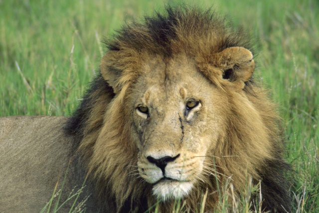 View lions in the wild  with Tanzania Big 5 Safari (photo: © Africa Adventure Consultants)
