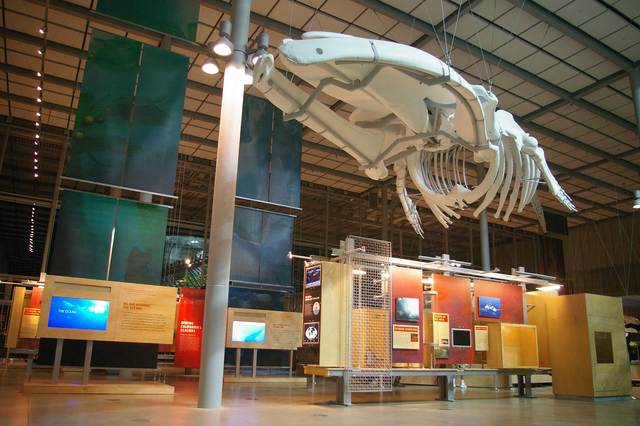 Gray whale skeleton hovers over "Altered State" exhibits produced by Cinnabar for the new California Academy of Sciences.