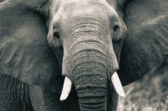 View elephants in the wild with Tanzania Big 5 Safari (photo: © Africa Adventure Consultants)