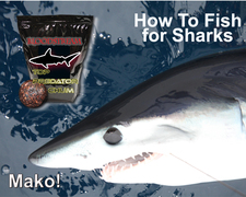 How to fish for sharks. One word ...Chum!