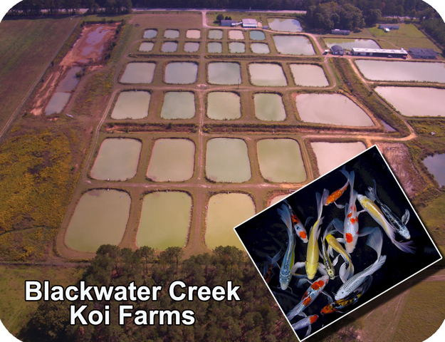 One of three koi farms owned by Blackwater Creek Koi Farms Inc