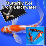 Blackwater Creek  is the leading producer of high quality butterfly koi.