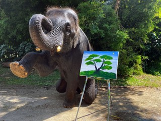 Suda the World-Famous Painting Elephant Makes Art for the Health of her Herd