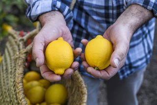 European lemon, an example of sustainability at every level