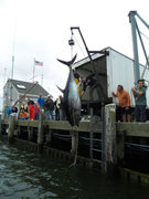 Each season 1,000 pound giant bluefin tuna are caught off Cape Cod, Massachusetts.