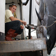 Each season big tuna invade Cape Cod waters.  October is arguably the best month for targeting giant tuna.