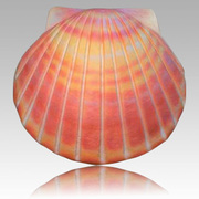 Biodegradable Cremation Urns - Create a natural sea burial with this sea shell cremation urn.